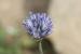 Allium hierochuntinum  ---EM---Boiss.