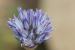 Allium hierochuntinum  ---EM---Boiss.