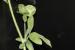 Hymenocarpos circinnatus ---EM---(L.) Savi