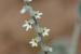 Heliotropium bovi ---EM---Boiss
