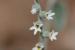 Heliotropium bovi ---EM---Boiss
