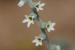 Heliotropium bovi ---EM---Boiss