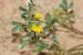 Hippocrepis unisiliquosa---EM--- L.