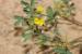 Hippocrepis unisiliquosa---EM--- L.