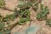 Hippocrepis unisiliquosa---EM--- L.