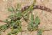 Hippocrepis unisiliquosa---EM--- L.