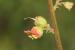Scrophularia rubricaulis---EM---Boiss. 