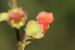 Scrophularia rubricaulis---EM---Boiss. 