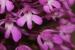 Anacamptis pyramidalis---EM---(L.) L.C.M. Richard