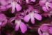 Anacamptis pyramidalis---EM---(L.) L.C.M. Richard