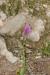 Anacamptis pyramidalis---EM---(L.) L.C.M. Richard