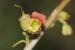 Scrophularia rubricaulis---EM---Boiss. 