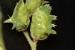 Lotus halophilus ---EM---Boiss.