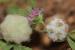 Trifolium tomentosum ---EM---L.