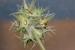 Trifolium stellatum---EM---L.