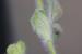 Trifolium stellatum---EM---L.