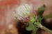 Trifolium argutum ---EM---Banks et Sol