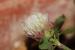 Trifolium argutum ---EM---Banks et Sol