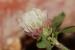 Trifolium argutum ---EM---Banks et Sol