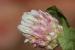 Trifolium argutum ---EM---Banks et Sol