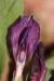 Vicia narbonensis ---EM---L.