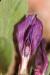 Vicia narbonensis ---EM---L.