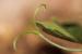 Vicia narbonensis ---EM---L.