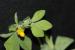 Lotus peregrinus ---EM---L. 