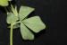 Lotus peregrinus ---EM---L. 