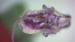 Calamintha incana---EM---(Sm.) Heldr.