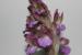 Orchis tridentata ---EM---Scop.