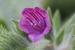 Echium judaeum ---EM---Lacaita