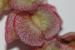 Rumex cyprius ---EM---Murb.