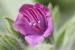 Echium judaeum ---EM---Lacaita