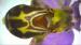 Ophrys apifera ---EM---Huds. 