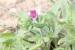 Echium judaeum ---EM---Lacaita