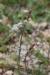 Asphodelus tenuifolius ---EM---Cav.
