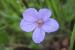 Erodium telavivense---EM---Eig. 