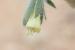 Onosma aleppica ---EM---Boiss.
