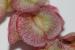 Rumex cyprius ---EM---Murb.