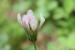 Trifolium calypeatum---EM---L.