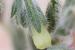 Onosma aleppica ---EM---Boiss.