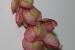 Rumex cyprius ---EM---Murb.