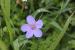 Erodium telavivense---EM---Eig. 