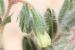 Onosma aleppica ---EM---Boiss.