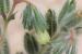 Onosma aleppica ---EM---Boiss.