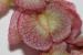 Rumex cyprius ---EM---Murb.