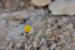 Launaea nudicaulis ---EM---(L.) Hook.f.