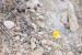 Launaea nudicaulis ---EM---(L.) Hook.f.