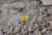 Launaea nudicaulis ---EM---(L.) Hook.f.